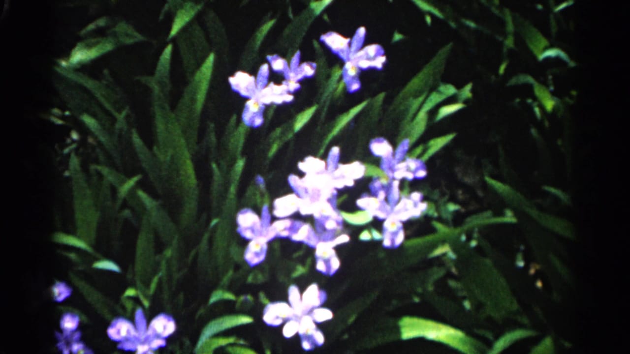 Purple flowers among dark green garden foliage with soft focus and dark frame edges.