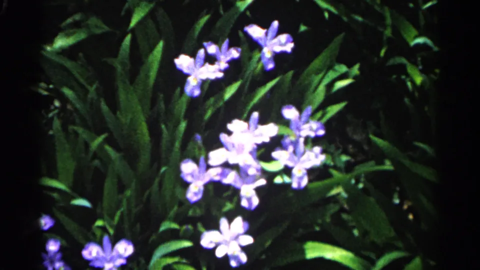 Purple and violet flowers appear amid dense green foliage in Minnesota 1961 8mm home-movie footage, with soft focus and saturated color.