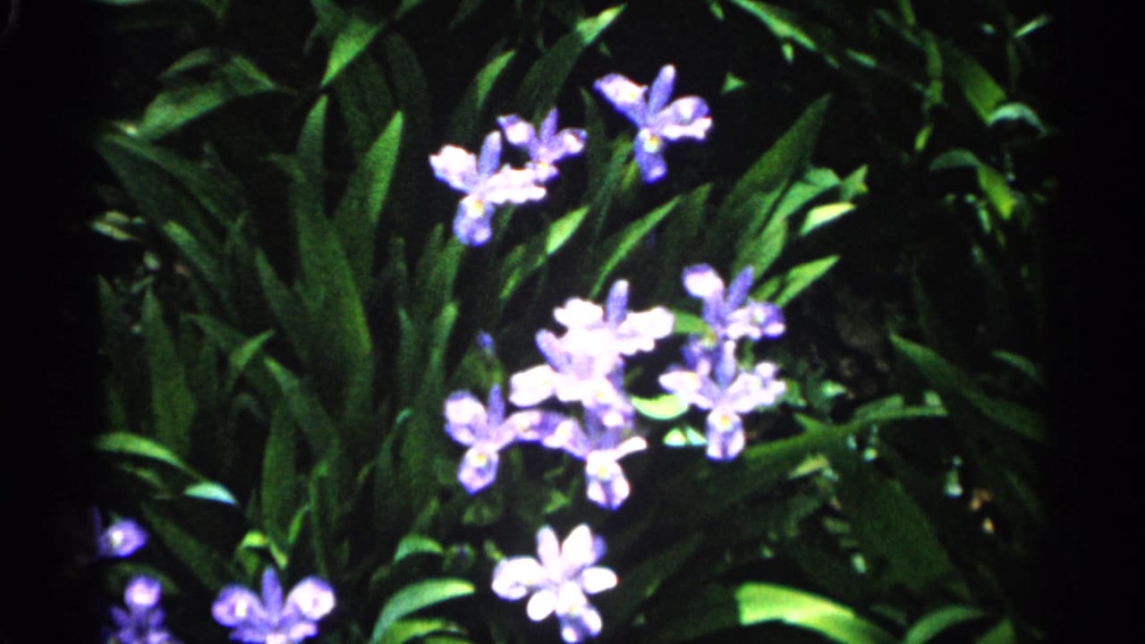 Purple flowers and leafy garden plants framed by a dark vignette.