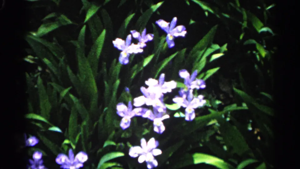 Purple flowers remain centered in a leafy garden setting, with the 1961 Minnesota 8mm frame showing grain, soft focus, and dark edges.