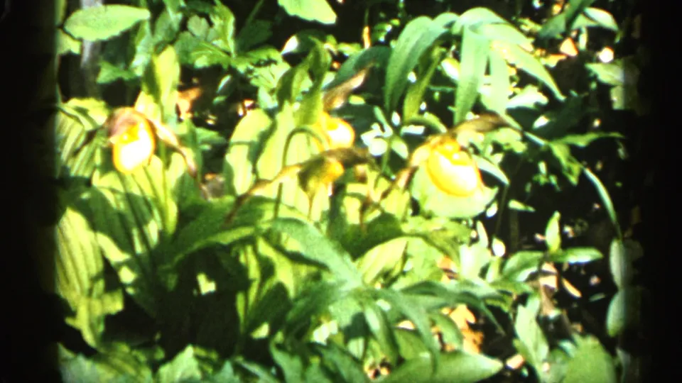 Orange lady's slipper-like orchids appear among broad green leaves in the supplied 1961 Minnesota garden footage, with bright exposure and soft 8mm texture.