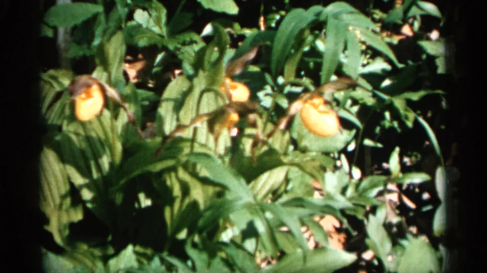 Orange orchid-like blooms are partially obscured by large leaves in the 1961 Minnesota 8mm garden scene, with saturated greens and uneven exposure.