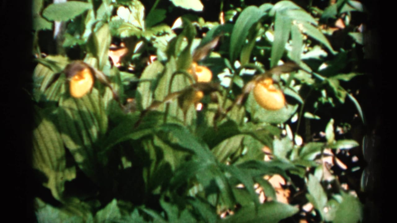 1961 8mm frame of yellow lady's slipper orchids blooming among dense green foliage in Minnesota, with soft focus and dappled light.