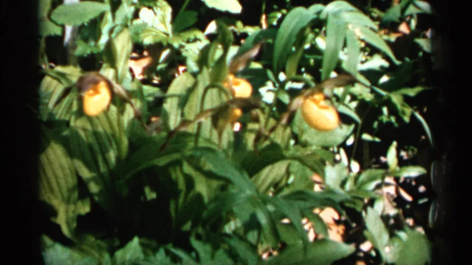 1961 8mm frame of yellow lady's slipper orchids blooming among dense green foliage in Minnesota, with soft focus and dappled light.