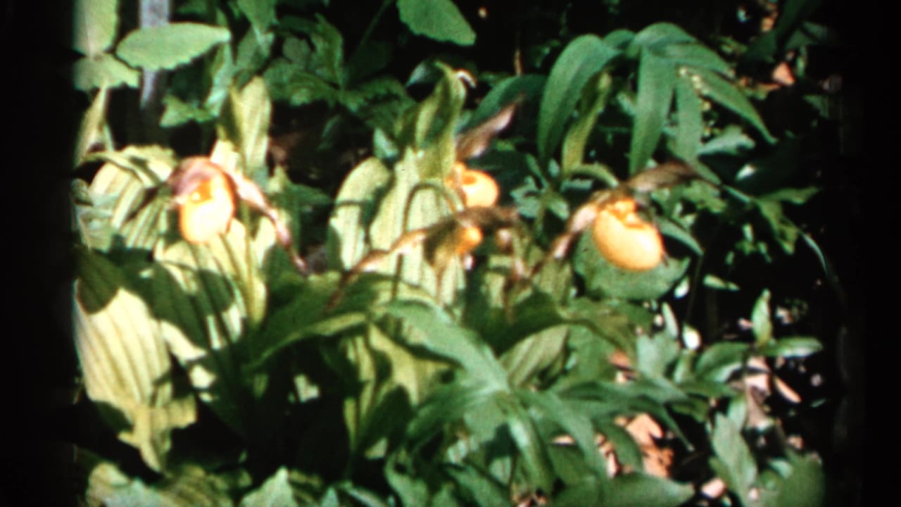 Handheld 8mm view of yellow lady's slipper orchids in a lush Minnesota woodland setting, with warm highlights and visible film grain.