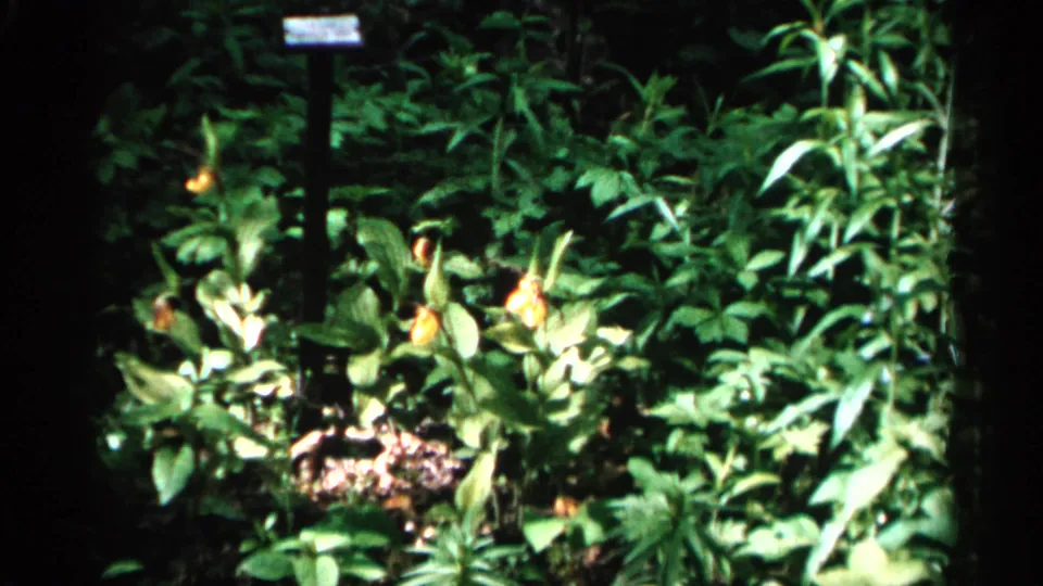 Wider 1961 Minnesota forest frame showing yellow lady's slipper orchids, dense plants, and a small plant-identification sign in the background.