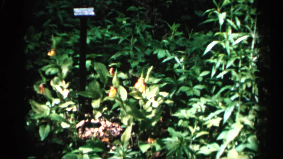 Vintage 8mm frame of a Minnesota orchid patch with yellow flowers, tall leafy plants, and a dark signpost partly readable in the background.
