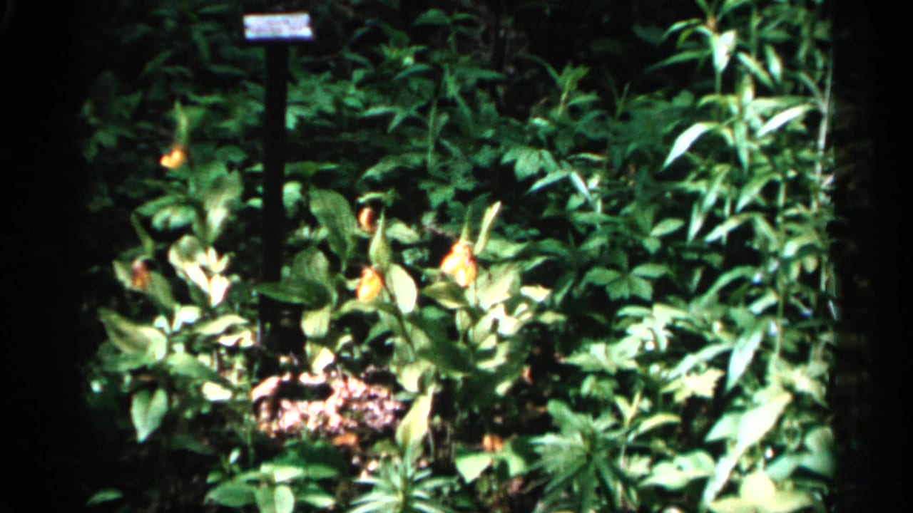 Dense green garden plants with a small sign partly visible in the background.