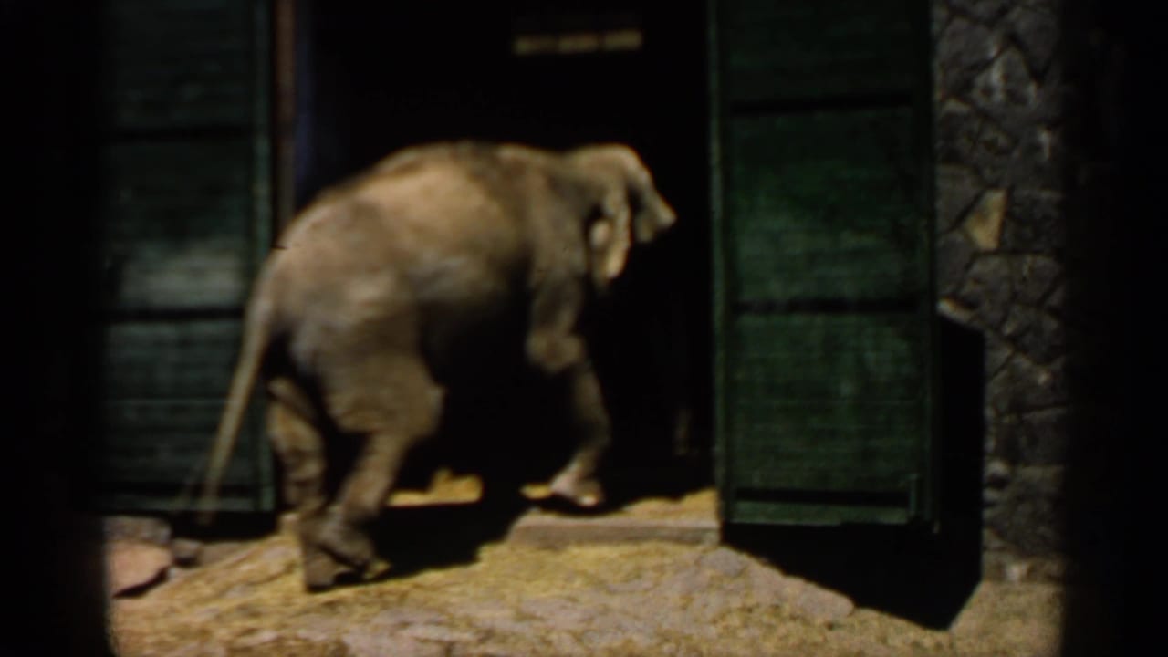 Elephant walking toward a dark doorway in a stone-walled enclosure with green doors.