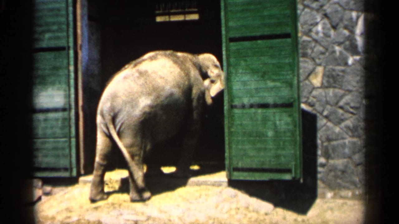 Elephant partly inside a dark doorway, framed by green doors and stone walls.