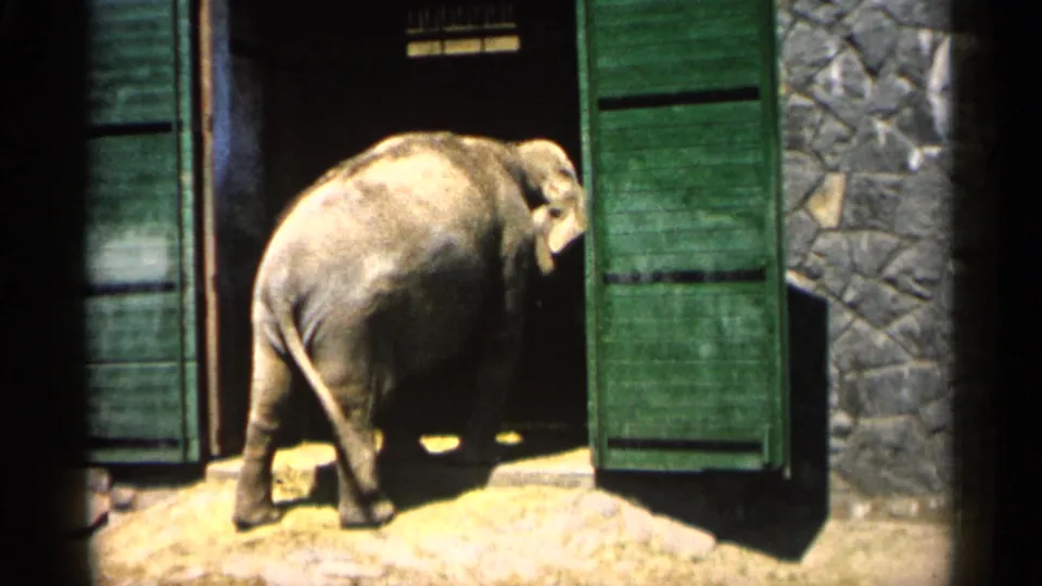 The elephant steps into the dark enclosure entrance, with its body lit by sun and green wooden doors on either side.