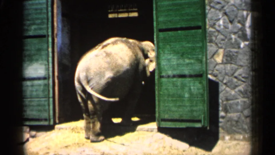 A rear view shows the elephant nearly inside the enclosure, its tail visible against the sunlit threshold and green doors.