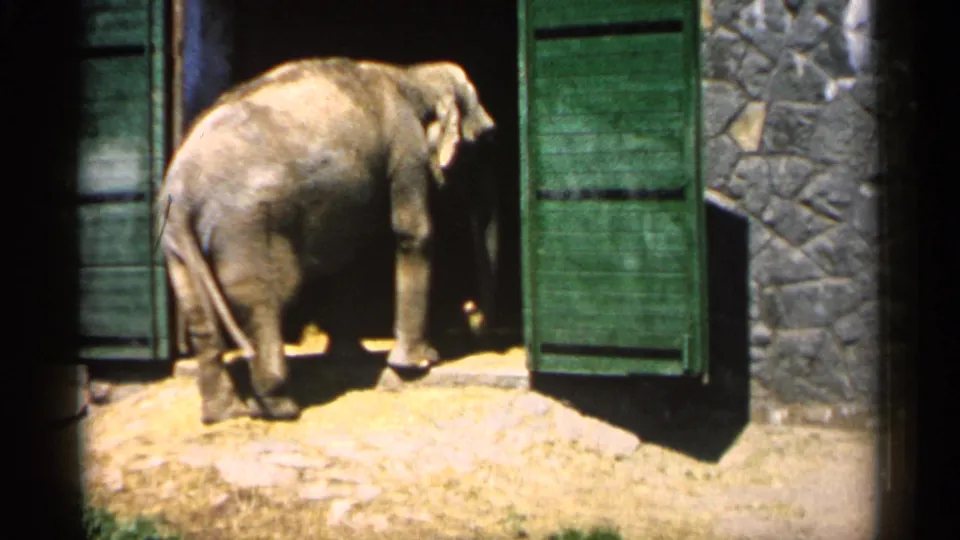 The elephant steps farther into the shadowed doorway, with one foot raised and the stone wall and green door still visible.