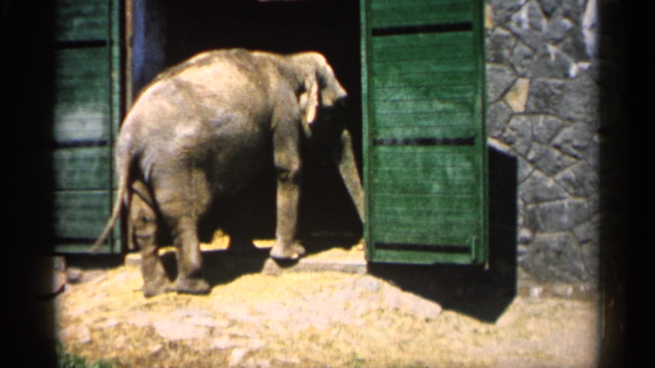Elephant seen from behind at a dark doorway with green shutters and stone walls.
