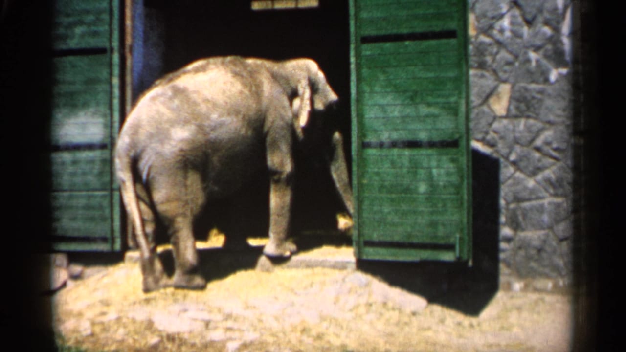 Elephant remains near the doorway beside green shutters and a stone wall.