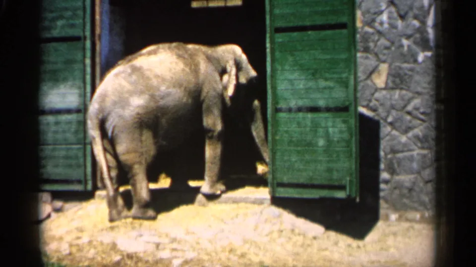 1961 Minnesota home-movie frame of an elephant at a shadowed entrance, with sunlight on the dirt foreground.