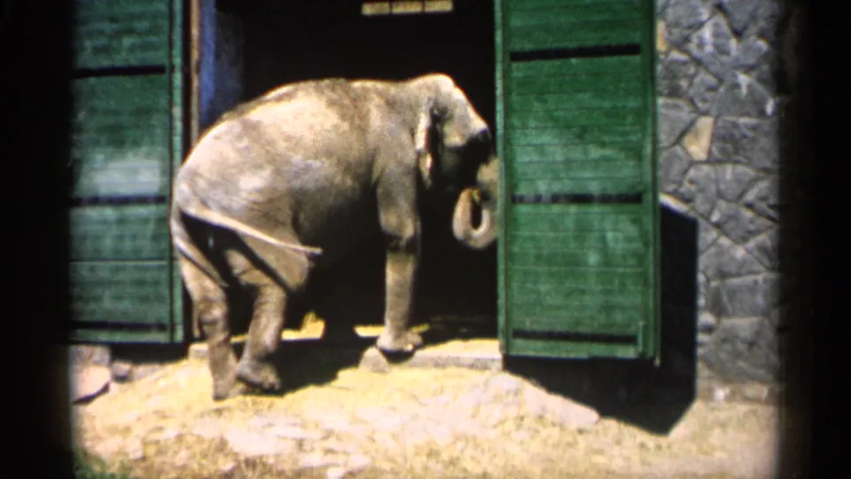 1961 Minnesota 8mm frame showing the elephant turning near a green-shuttered stone building entrance.