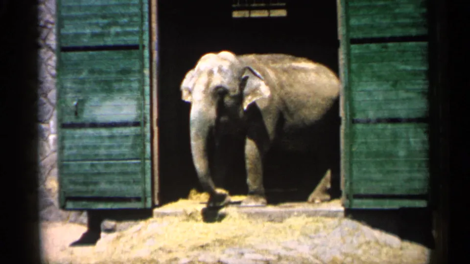 1961 Minnesota home-movie frame with an elephant facing out from a stone building entrance with green shutters.