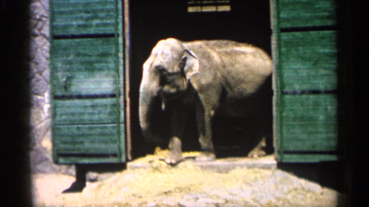 Elephant standing in a dark enclosure doorway between green wooden doors.