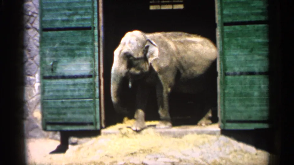 1961 Minnesota home-movie frame of an elephant at an enclosure entrance with green wooden doors and hay on the ground.