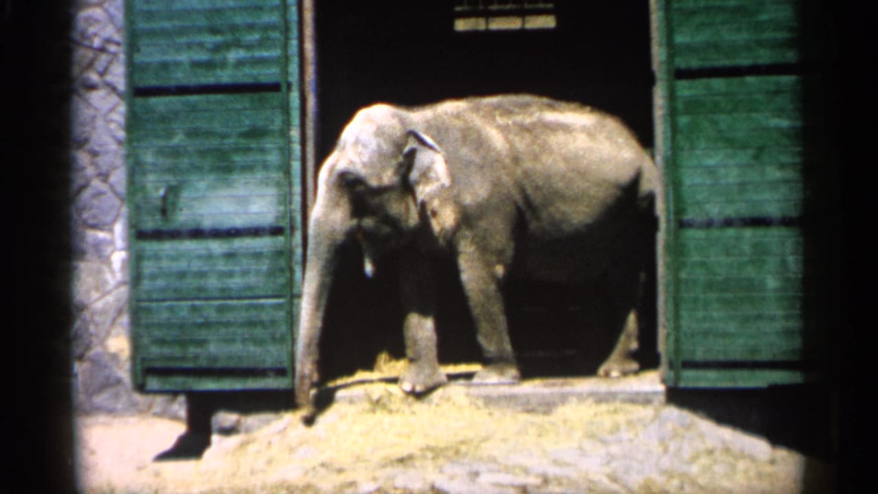 Elephant near green doors with trunk lowered toward hay outside the enclosure.