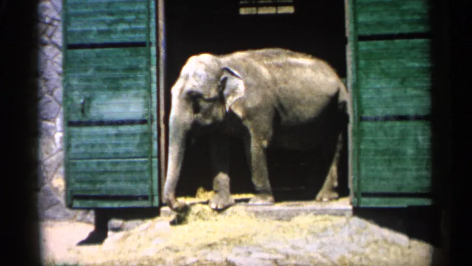 1961 Minnesota home-movie frame of an elephant facing forward at a green wooden enclosure doorway.