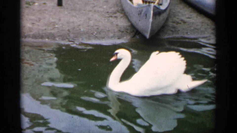 1961 Minnesota park frame showing a white swan gliding on pond water beside the pointed edge of a small boat or canoe.