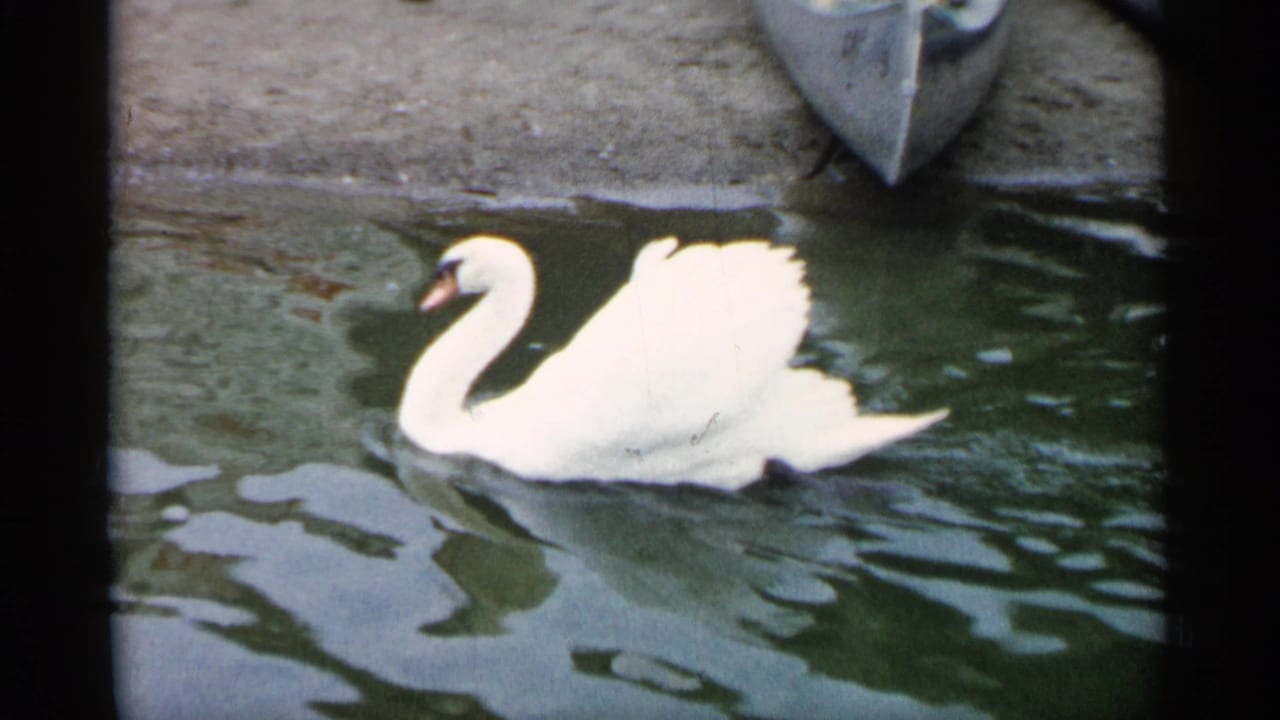 White swan gliding across pond water in 1961 Minnesota home-movie footage, with a small boat partly visible near the shore.