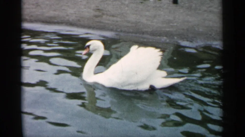 White swan seen in profile on a pond in Minnesota, with soft 8mm color and its reflection broken by ripples.