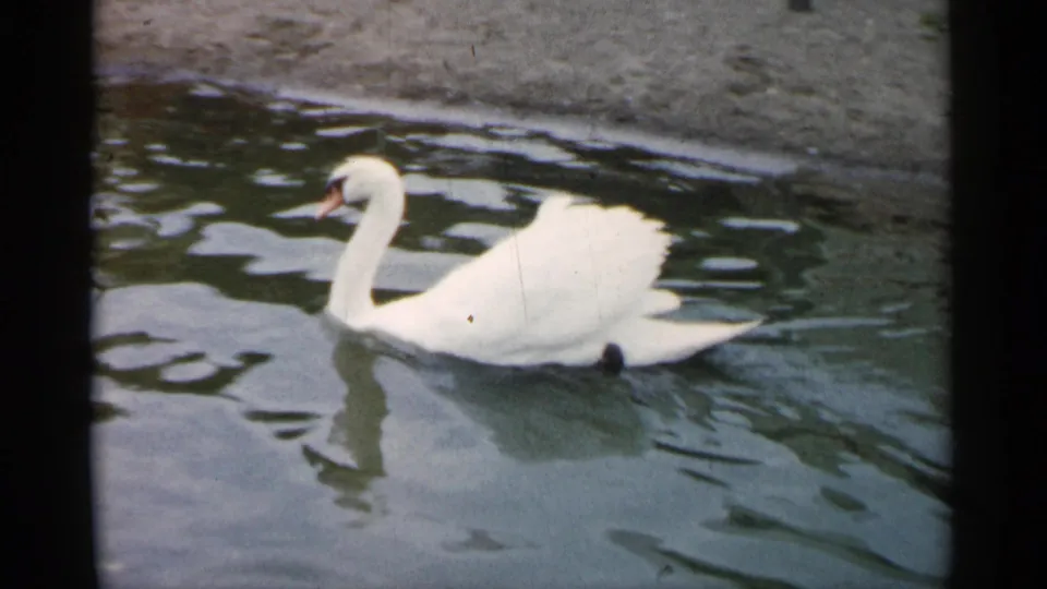 Close home-movie view of a white swan moving through pond water, with visible grain and soft color from the 8mm source.