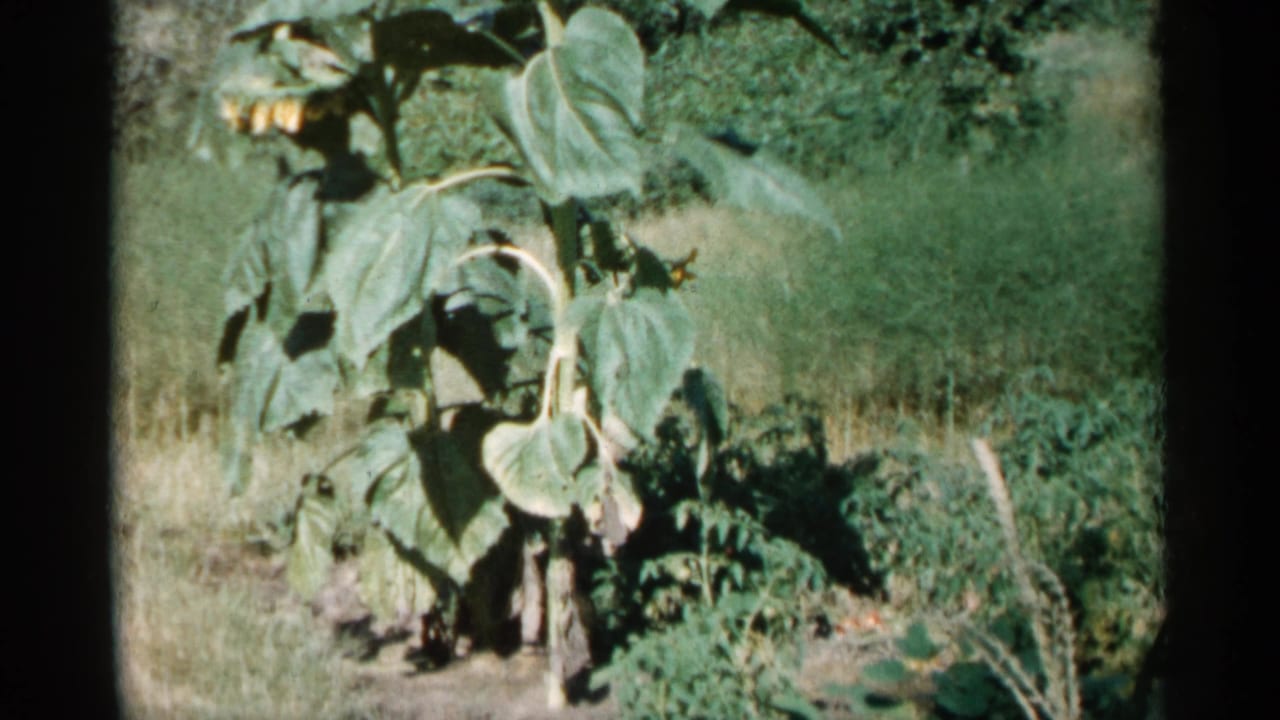 Tall sunflowers with broad green leaves grow in a grassy area.