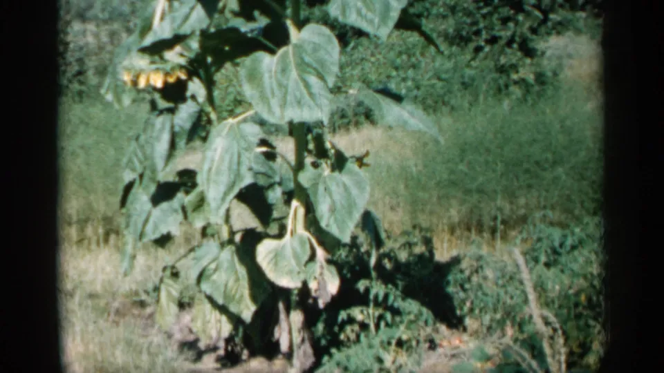 1961 Minnesota home-movie frame showing sunflower leaves and blooms in close view, surrounded by grass and garden growth.