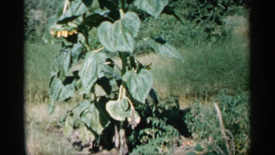 1961 Minnesota home-movie frame of sunflowers and dense green leaves in a grassy outdoor garden setting.