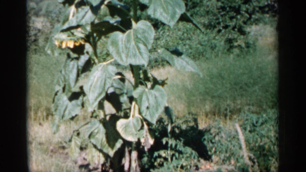 Sunflower plant with broad leaves in a grassy rural setting.