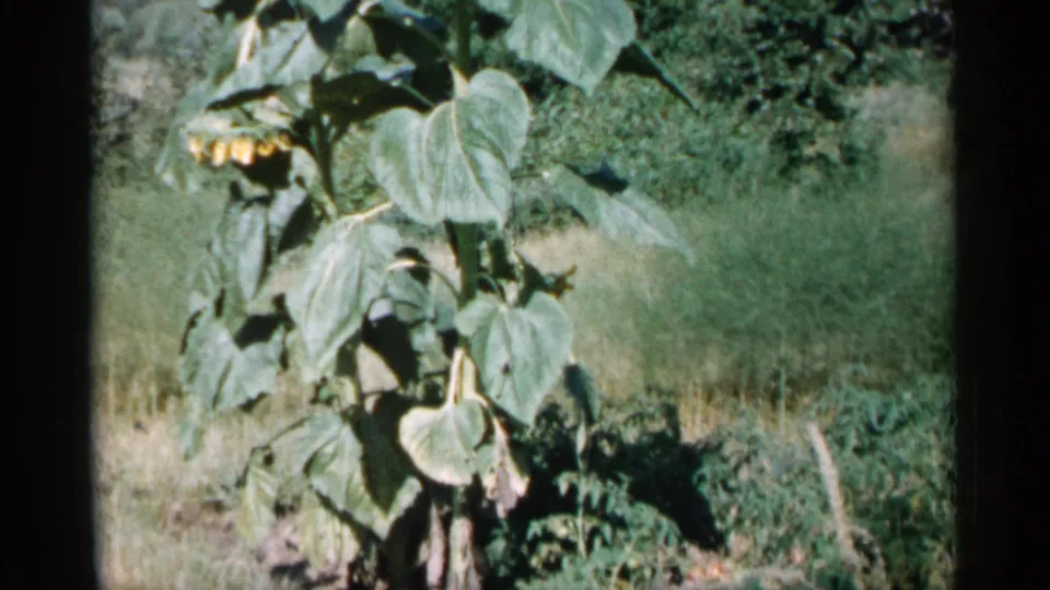 1961 Minnesota home-movie frame showing a sunflower plant with broad green leaves, grass, and trees in soft daylight.