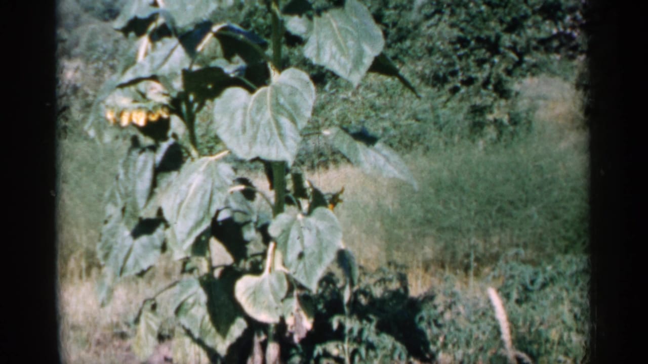 Sunflower leaves and drooping bloom in grass with trees behind.