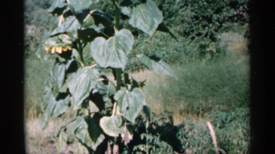 1961 Minnesota 8mm frame of a sunflower plant in a rural garden, with leafy stems, grass, and tree cover behind.