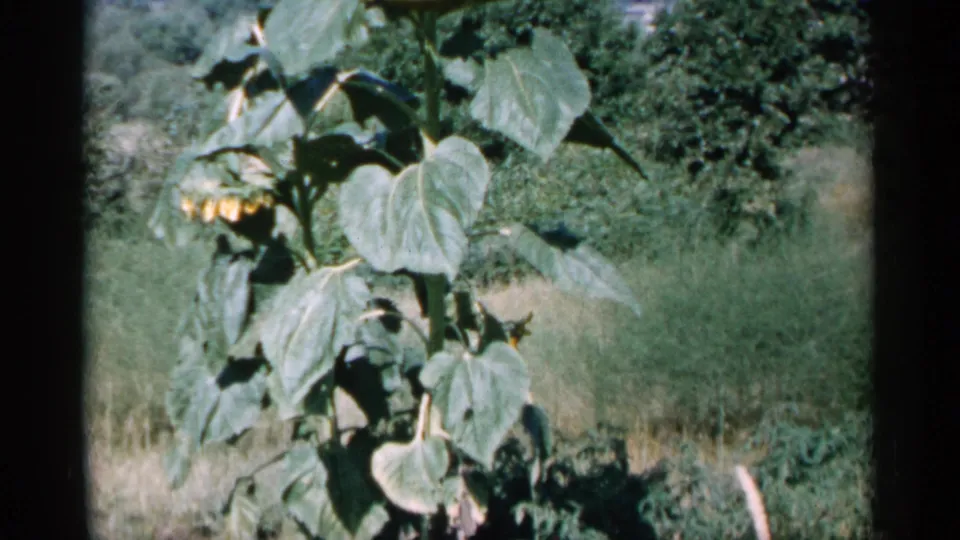 1961 Minnesota home-movie still showing a leafy sunflower plant in a grassy rural yard or garden area.