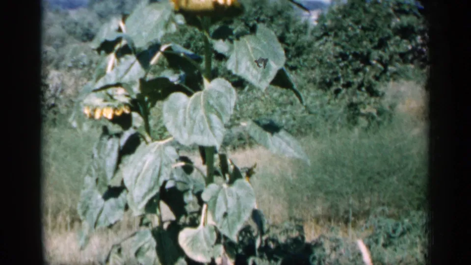 1961 Minnesota 8mm frame showing a sunflower with broad leaves and a drooping bloom in a rural grassy setting.