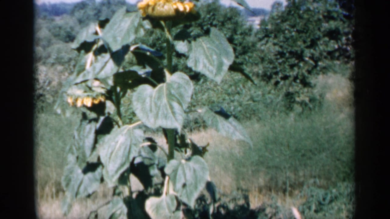 Tall sunflower with broad leaves in a grassy field backed by trees.