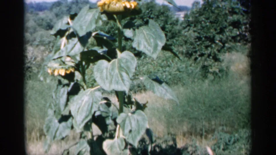 1961 Minnesota 8mm frame showing a tall sunflower in a grassy field with trees and pale sky behind it.