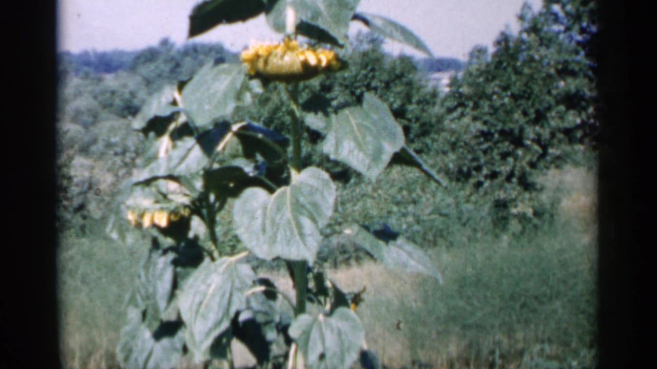 1961 Minnesota home-movie still of a sunflower plant framed close in front of summer grass and trees.