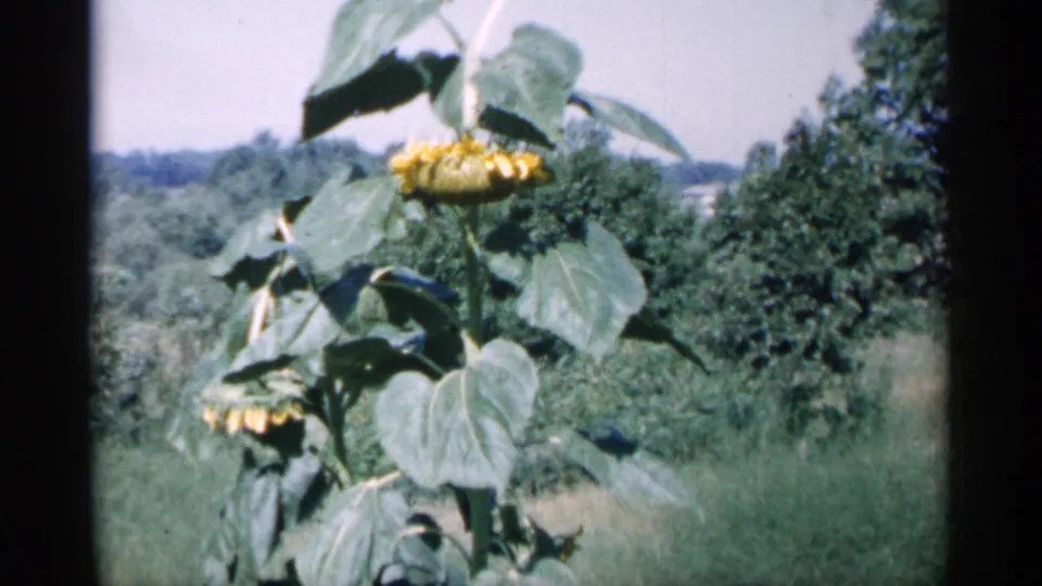 1961 Minnesota 8mm frame of a sunflower leaning slightly in a grassy outdoor setting with trees behind.