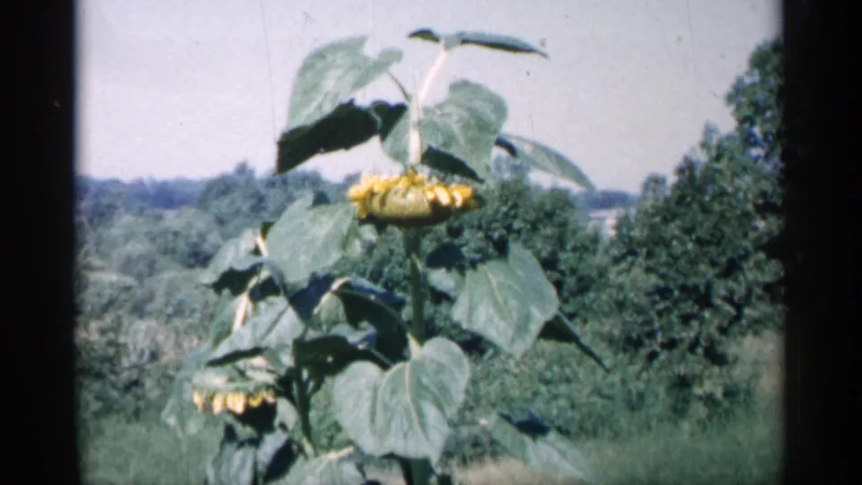Final 1961 Minnesota home-movie frame showing the sunflower against a sunlit field and wooded background.