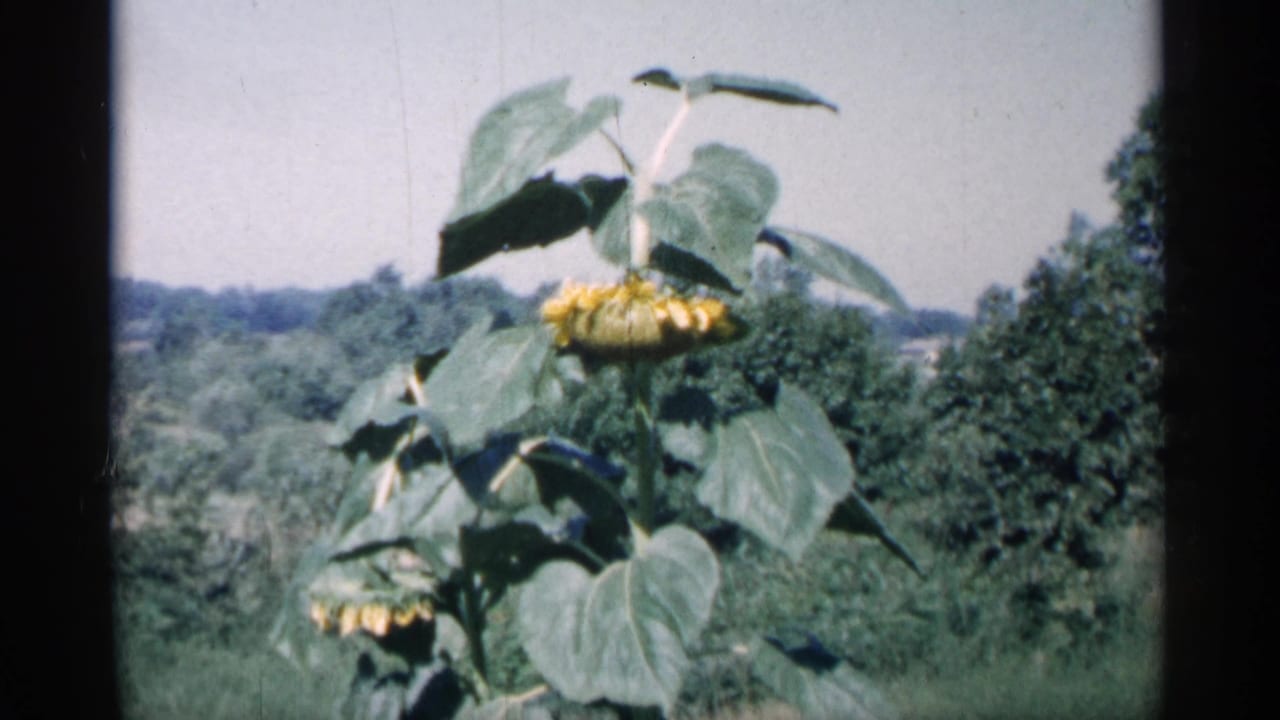 Tall sunflower with broad green leaves against a wooded yard.