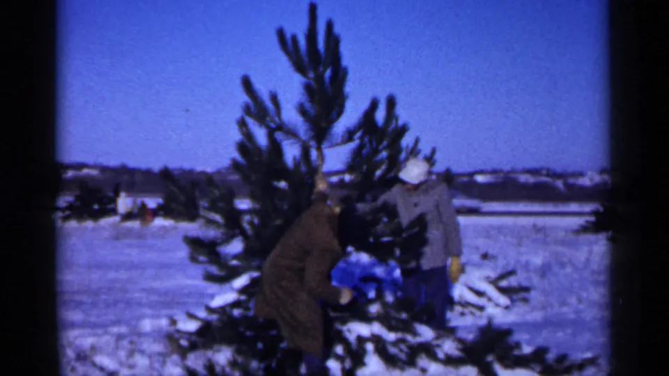 In a snowy Minnesota field, two people in winter coats work beside an evergreen tree during a 1961 holiday outing.