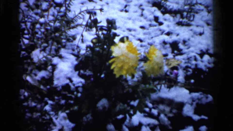 Close 1961 Minnesota home-movie view of yellow flowers blooming through patchy first snow among dark stems.