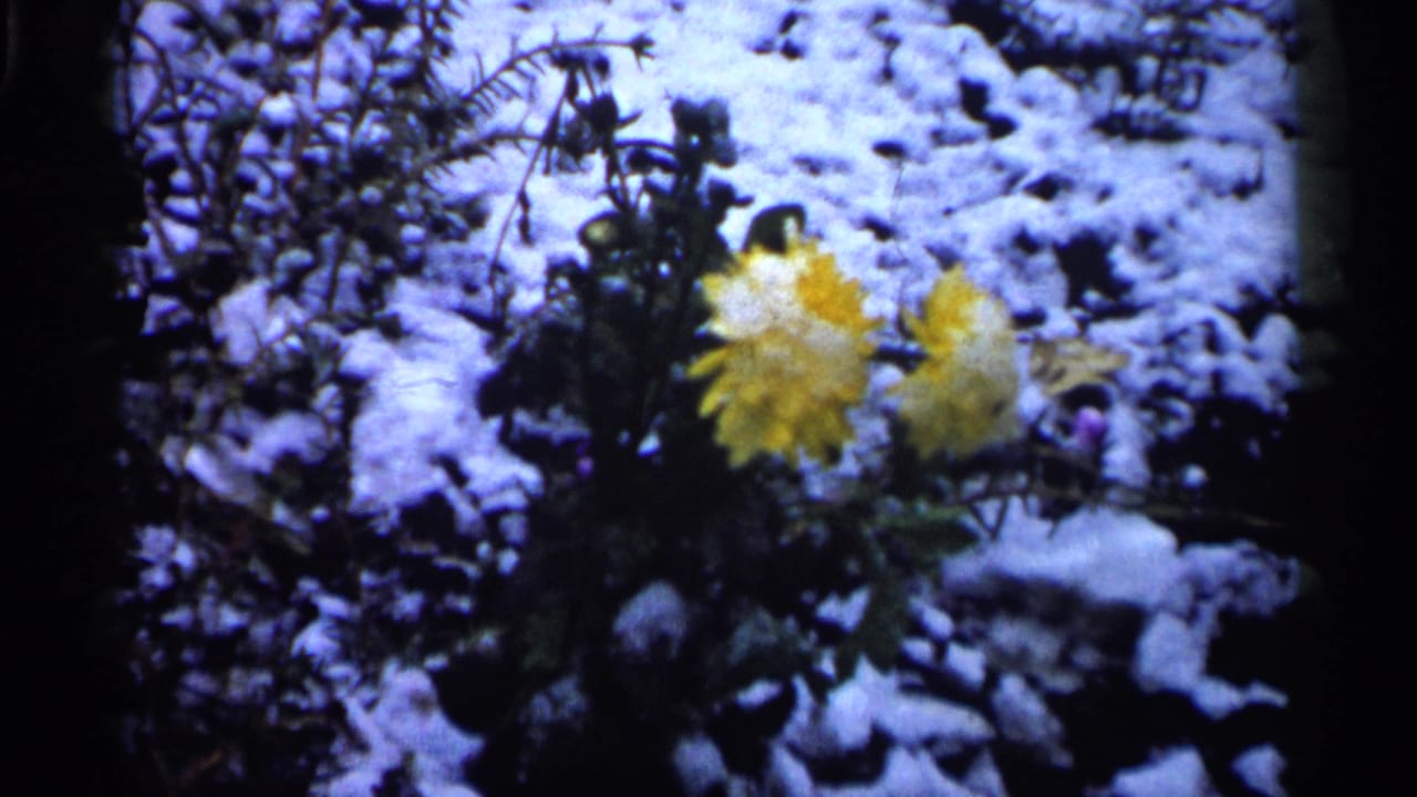 1961 Minnesota 8mm frame showing yellow blossoms rising from snowy garden plants in soft focus.