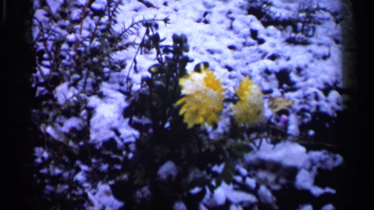 Yellow flowers remain visible in a snowy Minnesota garden scene from the 1961 8mm home movie.