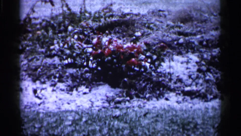 Red blossoms or leaves appear low in a snow-dusted garden bed in this 1961 Minnesota home-movie frame.